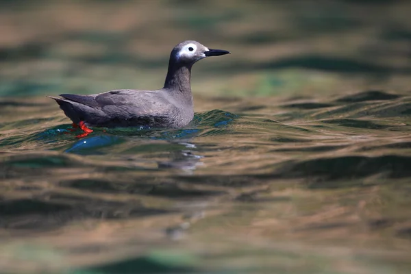 Spectacled Guillemot　(Cepphus carbo) — Stock Photo, Image